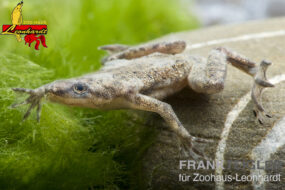 Zwerg Krallenfrosch