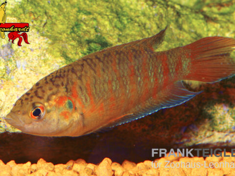 Dunkler Makropode Rot