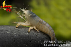 Gabun Riesenfächergarnele