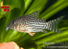 Orangeflossen Panzerwels