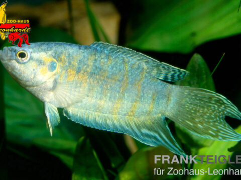 Dunkler Makropode Blau