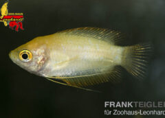 Honig Fadenfisch Gold