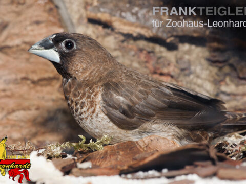 Japanisches Mövchen