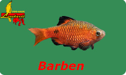 Barben
