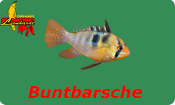Buntbarsche