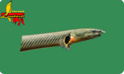 Aalartige