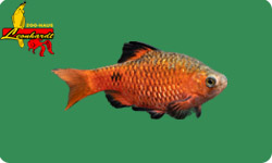 Barben