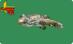 Kugelfische