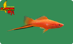 Lebendgebärende