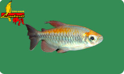 Salmler