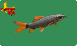 Schmerlen