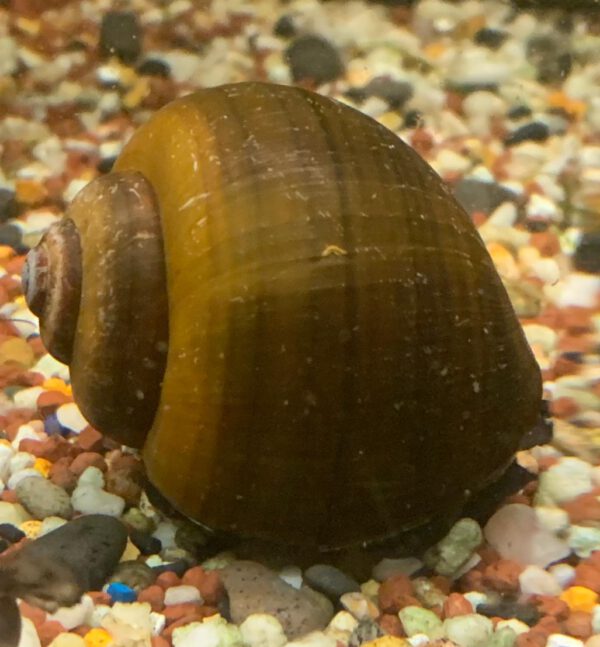 Asiatische Apfelschnecke, Pils ampullacea