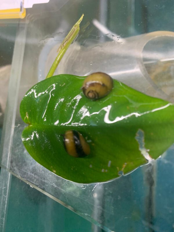 Geweihschnecke, Clithon diadema