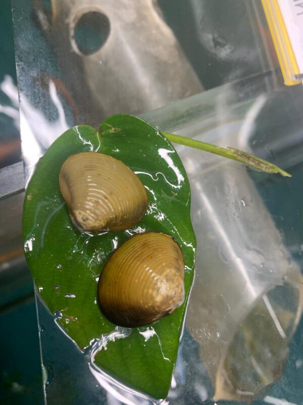 Java Muschel, Corbicula javanicus