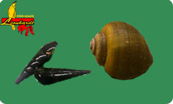 Aquarienschnecken