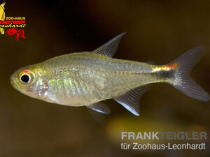 Axelrodia riesei, Zwergrubinsalmler