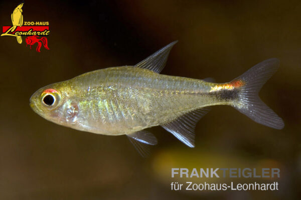 Axelrodia riesei, Zwergrubinsalmler