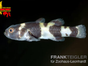 Dorias Goldringelgrundel