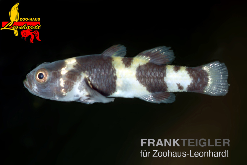 Dorias Goldringelgrundel