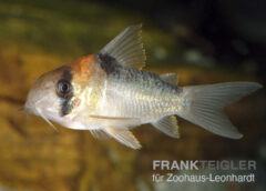 Panzerwels, Corydoras adolfoi