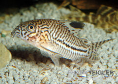 Leopard-Panzerwels, Corydoras julii