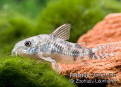 Punktierter Panzerwels, Corydoras paleatus
