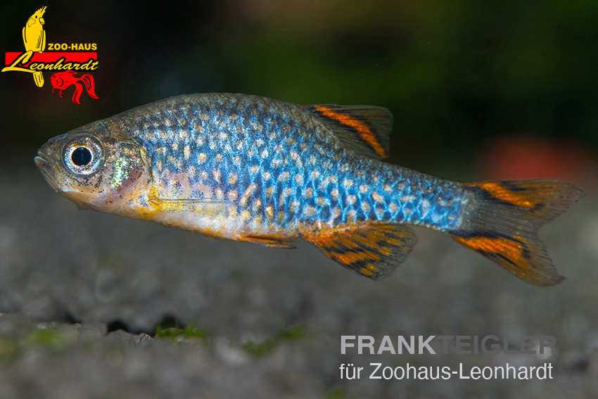 Perlhuhn-Bärbling – Bild 2