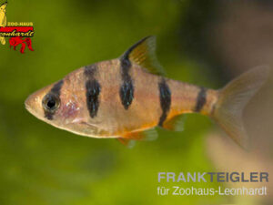 Fünfgürtel-Barbe, Desmopuntius pentazona