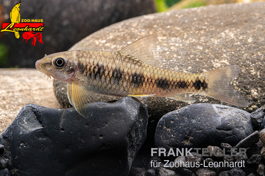 Rotschwanz Garra – Bild 2