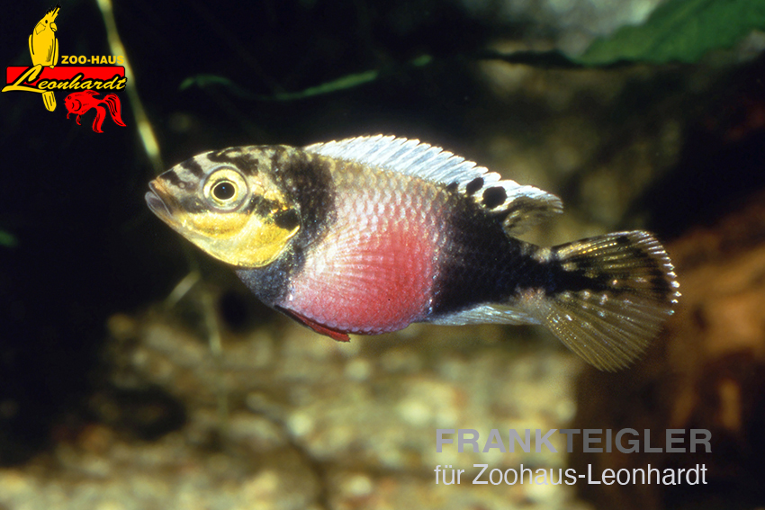 Augenfleck-Prachtbarsch – Bild 2