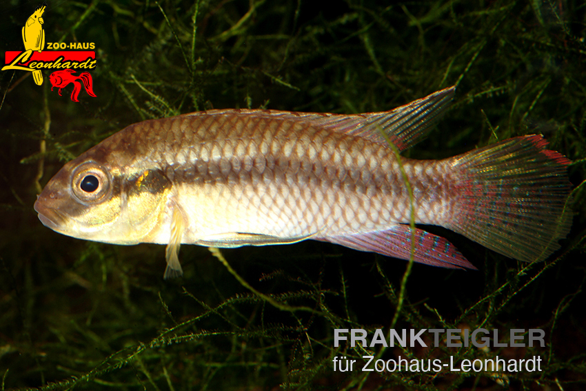 Augenfleck-Prachtbarsch