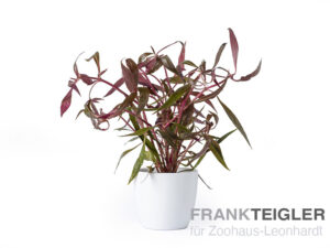 Großes Rosa Papageienblatt, Alternanthera reineckii Rot