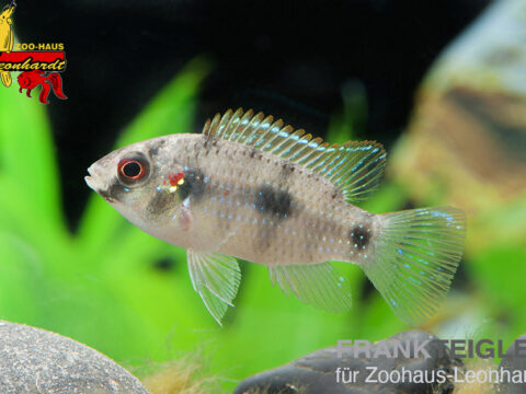 Afrikanischer Schmetterlingsbuntbarsch