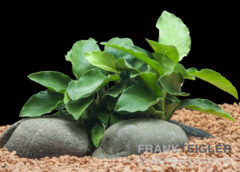 Afrikanisches Zwergspeerblatt, Anubias barteri var. nana