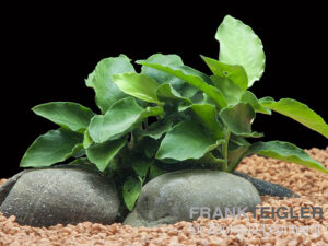 Afrikanisches Zwergspeerblatt, Anubias barteri var. nana