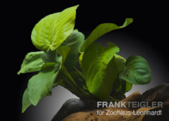 Barters Speerblatt, Anubias barteri