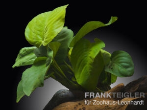 Barters Speerblatt, Anubias barteri