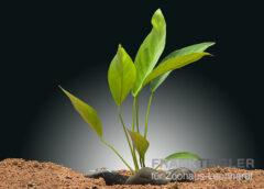 Kongo-Speerblatt, Anubias congensis