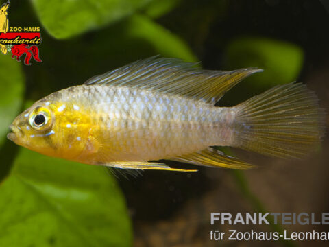 Borellis Zwergbuntbarsch