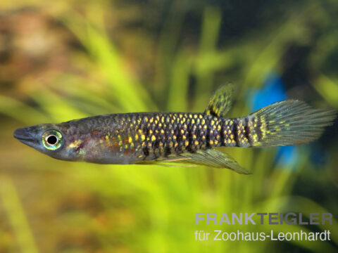 Sterifen-Hechtling, Aplocheilus lineatus