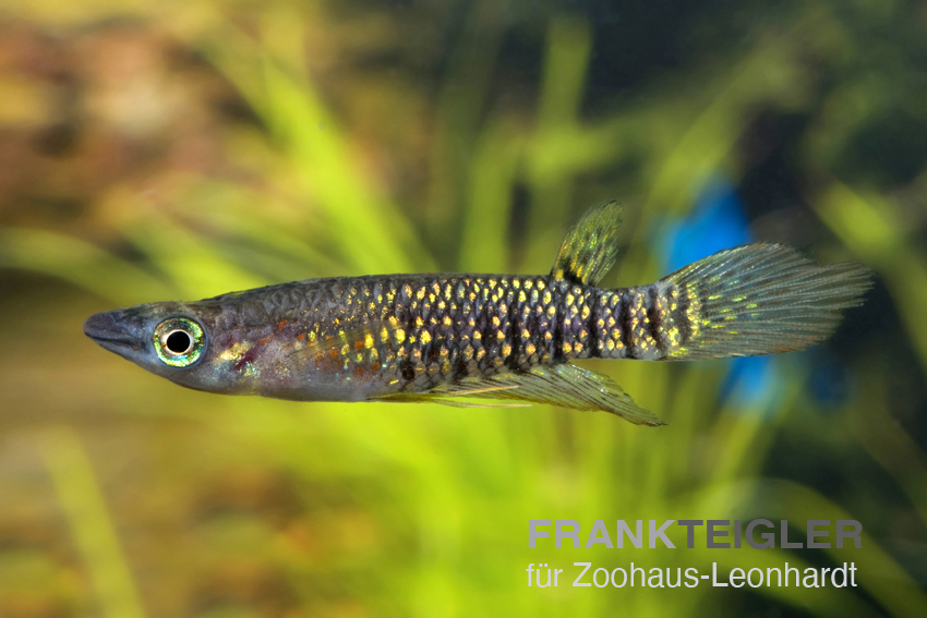 Sterifen-Hechtling, Aplocheilus lineatus