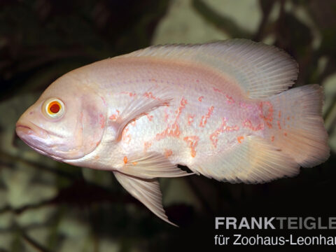 Pfauenaugen Buntbarsch Gold, Astronotus ocellatus ocellatus RED-ALBINO