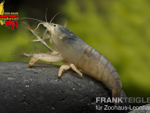 Gabun Riesenfächergarnele