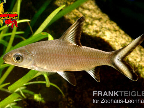 Haibarbe, Balantiocheilos melanopterus