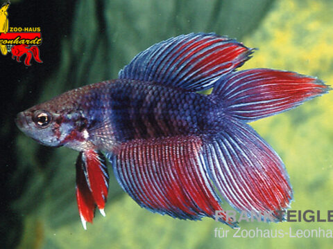 Siamesischer Kampffisch