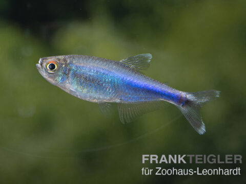 Blauer Peru Salmler, Boehlkea fredcochui