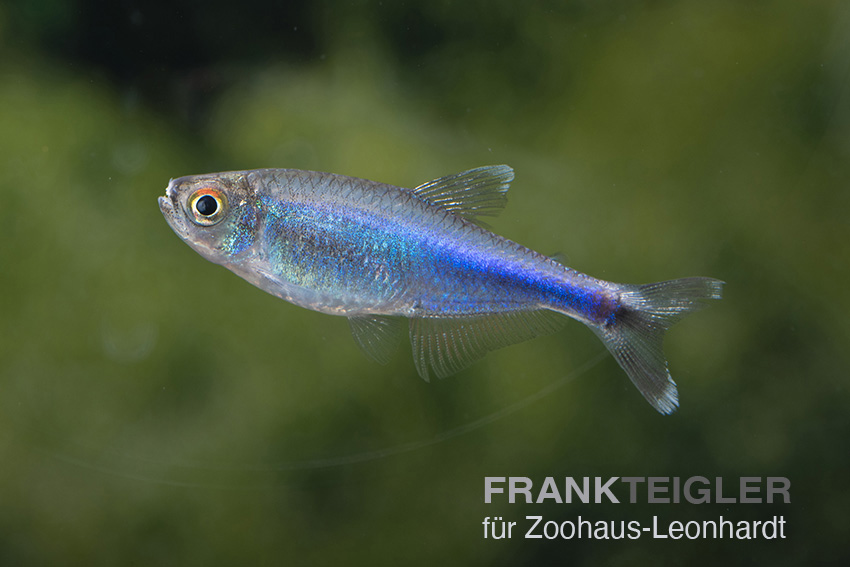 Blauer Peru Salmler, Boehlkea fredcochui