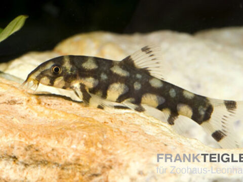 Sternchen-Schmerle, Botia kubotai