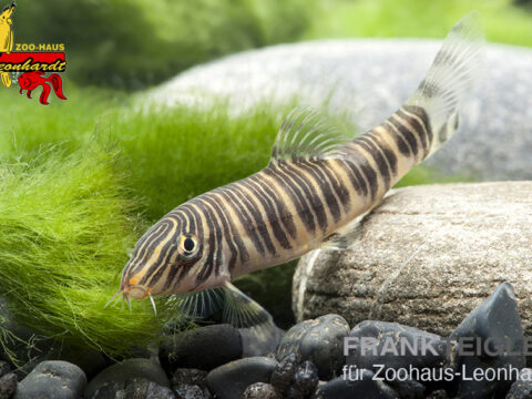 Streifenprachtschmerle