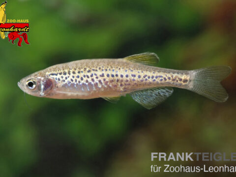Leopard Bärbling